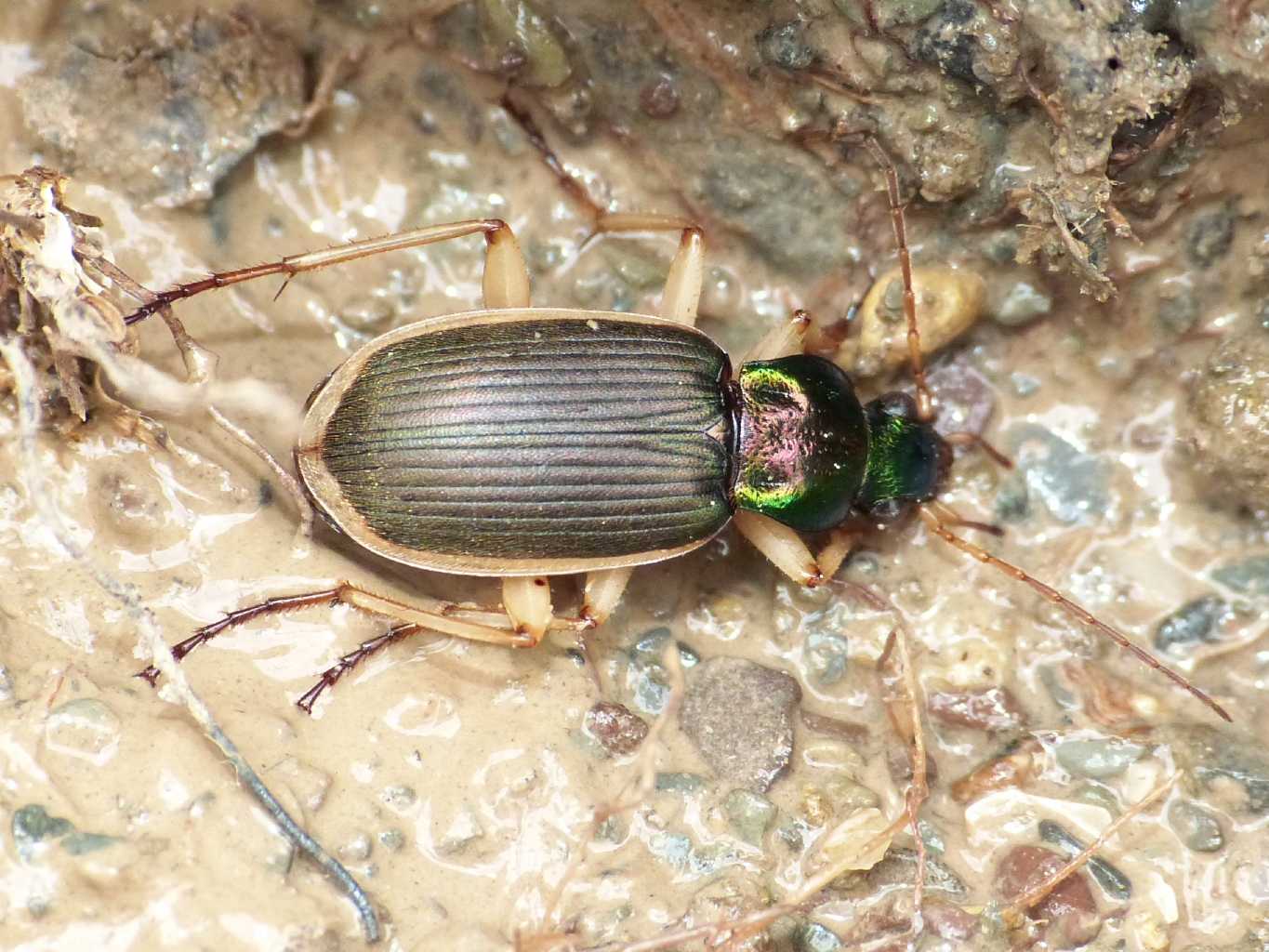 Chlaenius velutinus